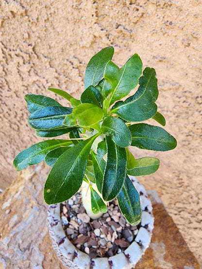 Pachypodium saundersii