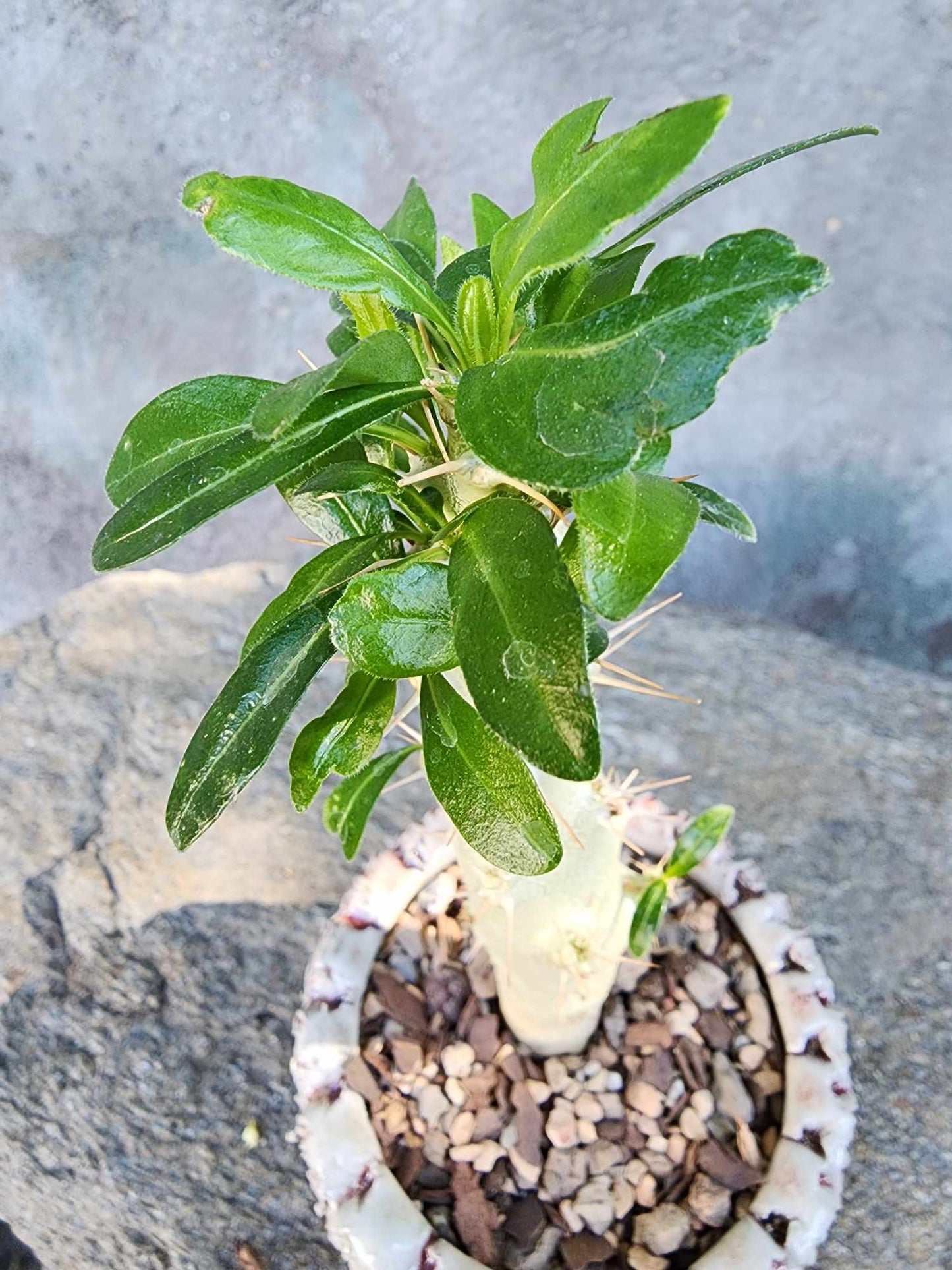 Pachypodium saundersii