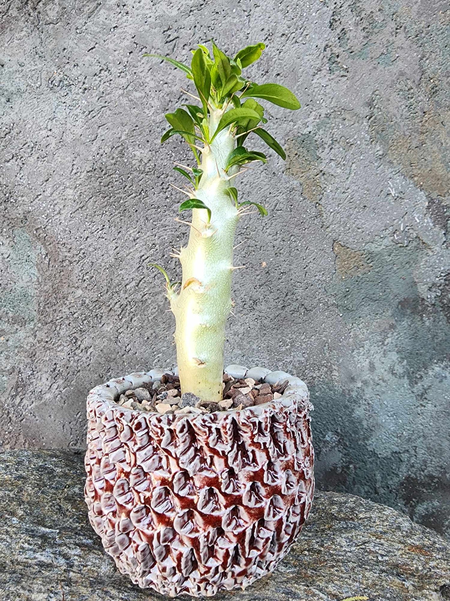 Pachypodium saundersii