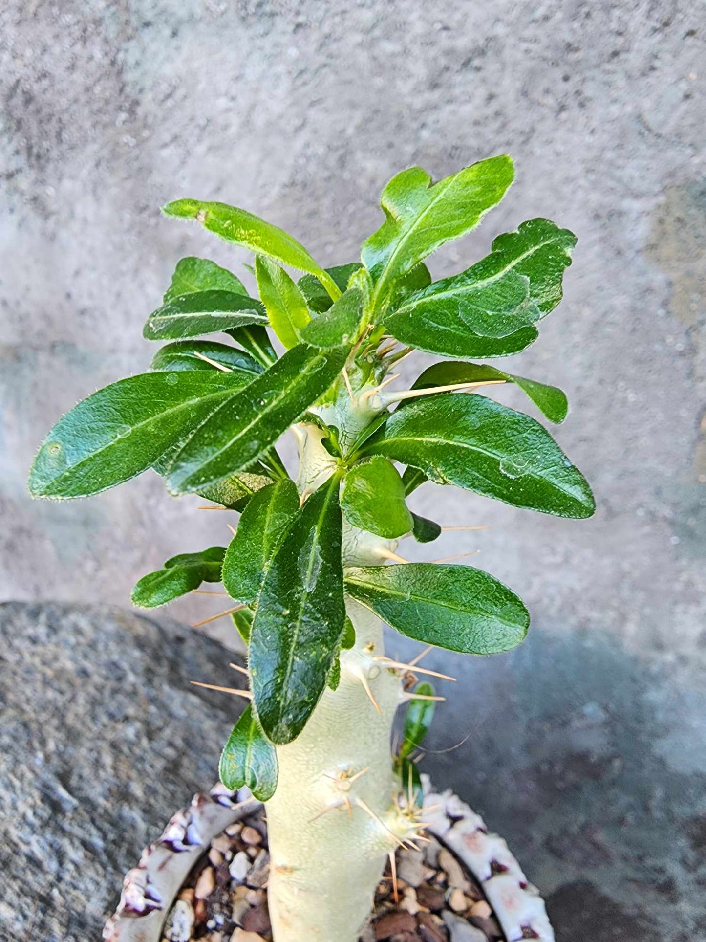 Pachypodium saundersii