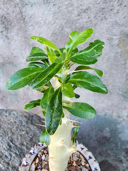 Pachypodium saundersii