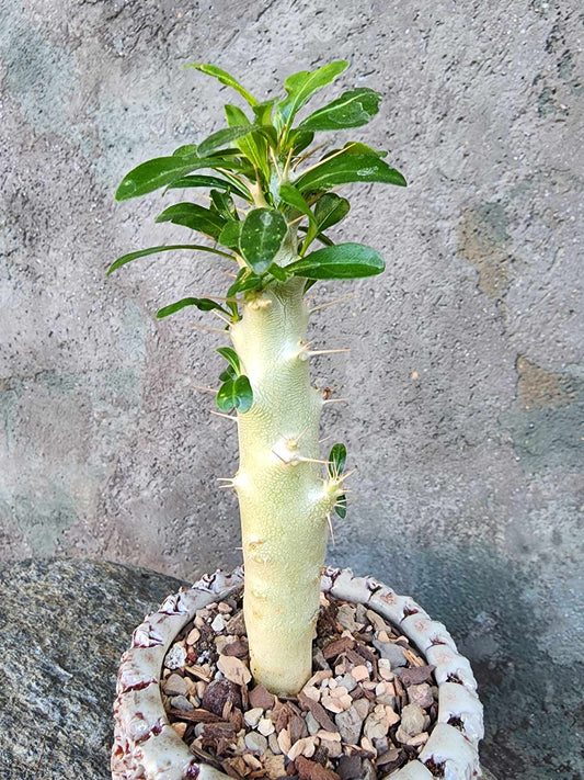 Pachypodium saundersii