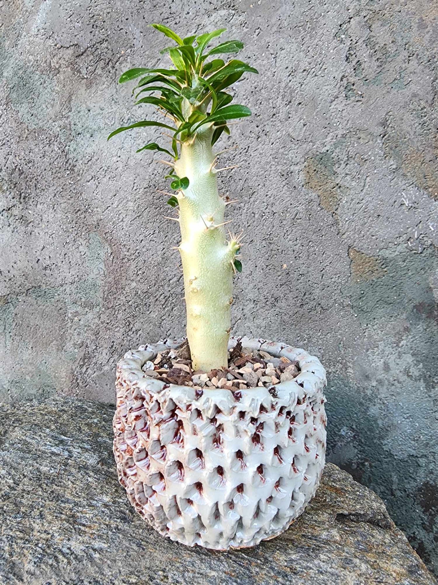 Pachypodium saundersii