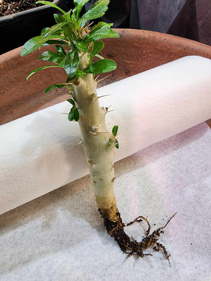 Pachypodium saundersii