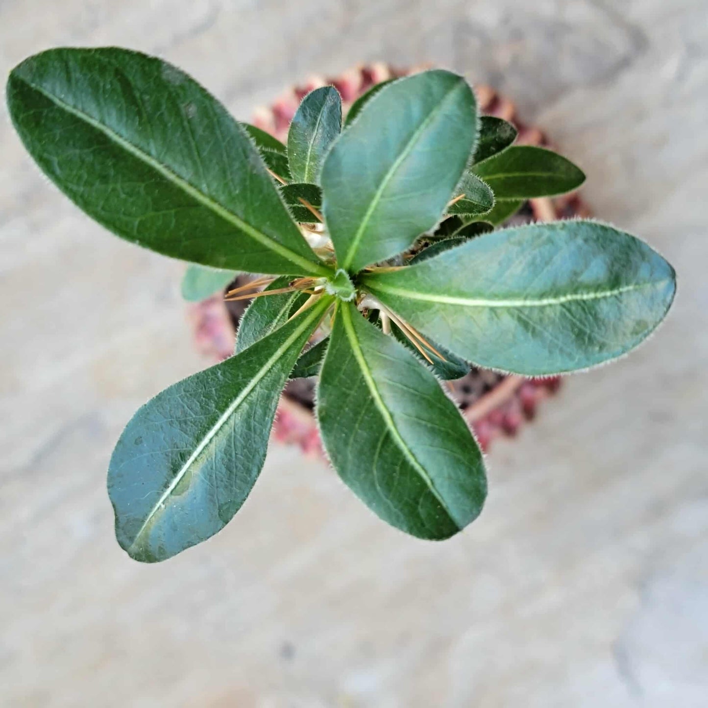 Pachypodium saundersii