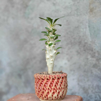 Pachypodium saundersii