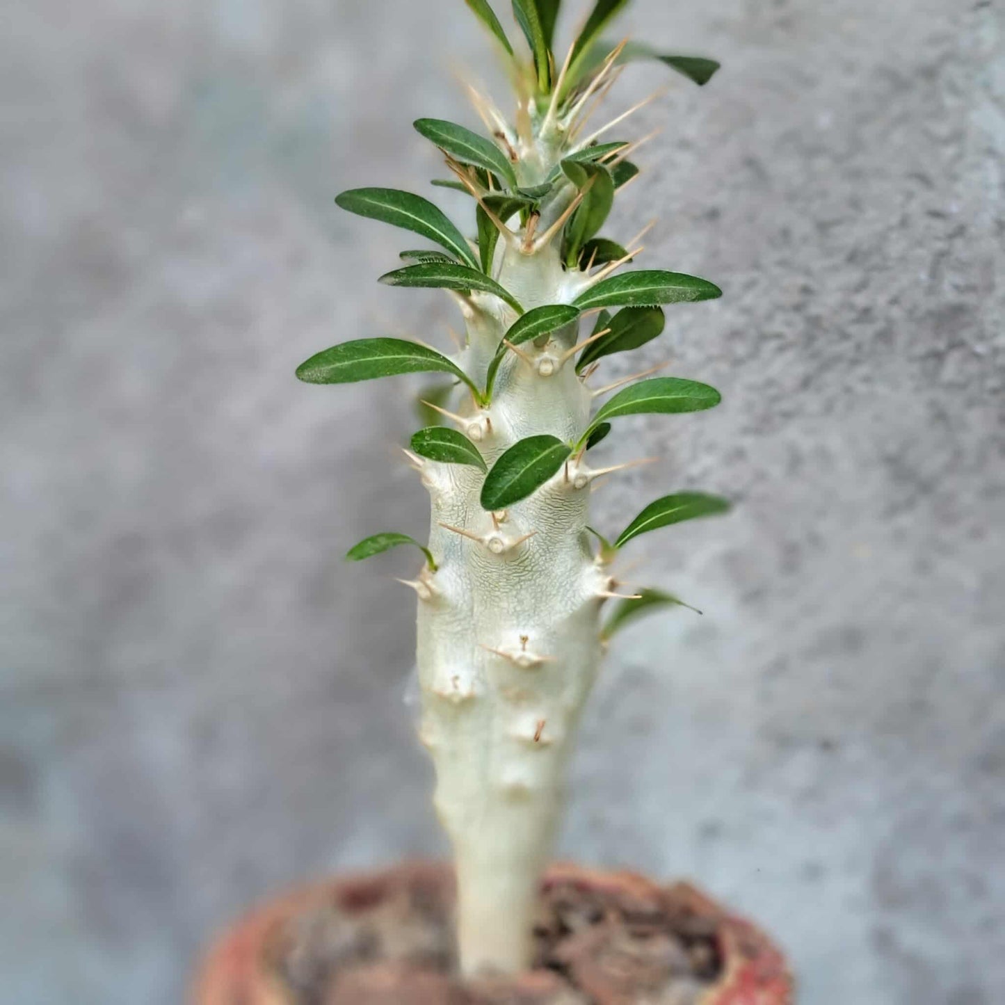 Pachypodium saundersii