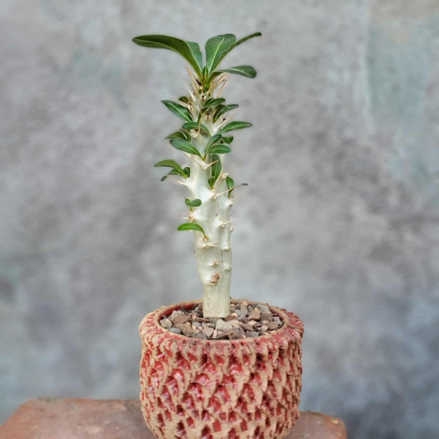 Pachypodium saundersii
