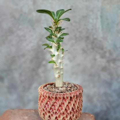Pachypodium saundersii