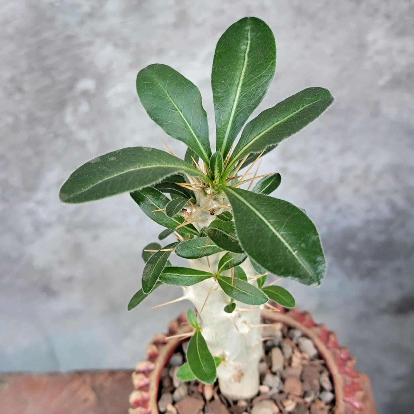 Pachypodium saundersii