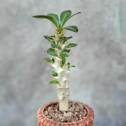 Pachypodium saundersii