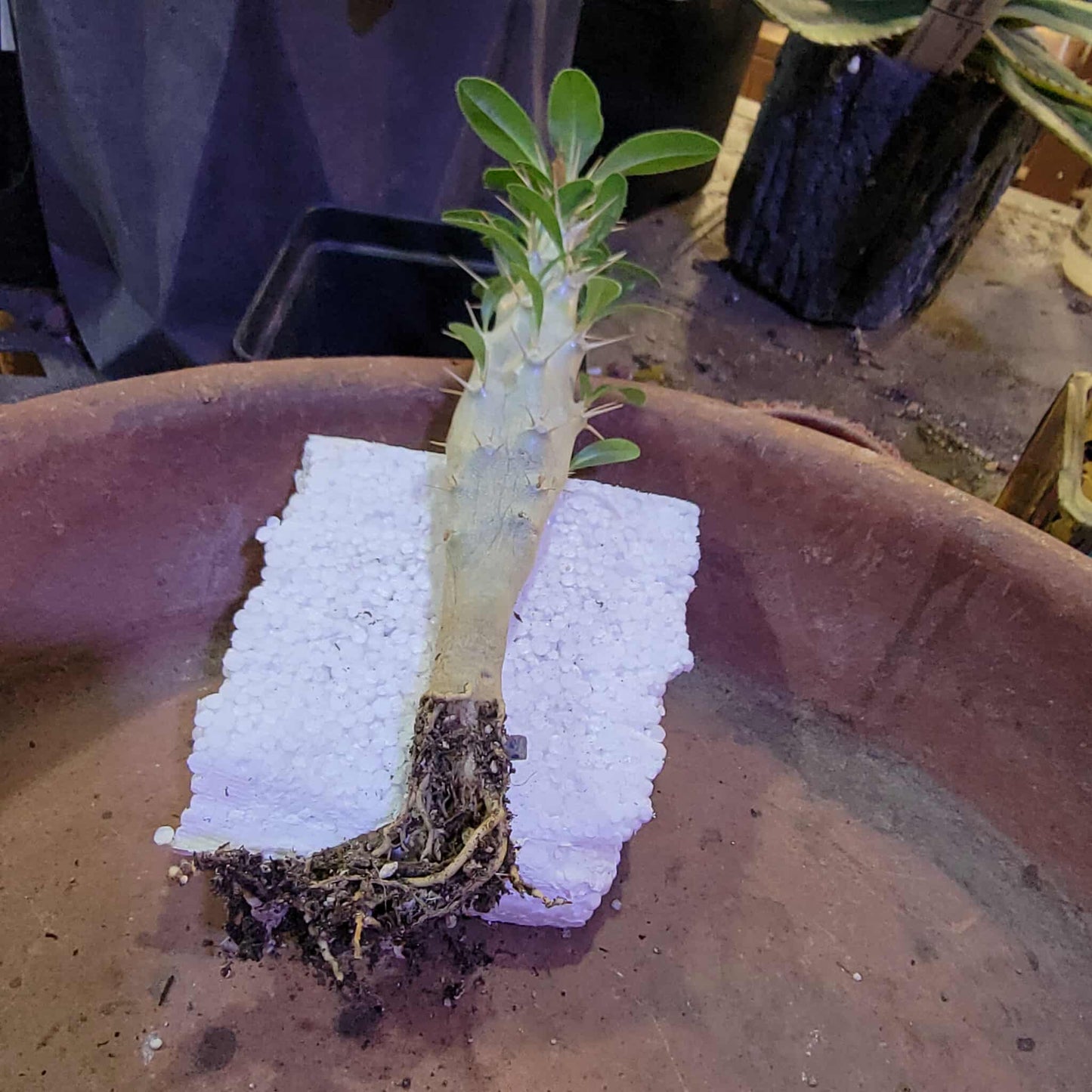 Pachypodium saundersii
