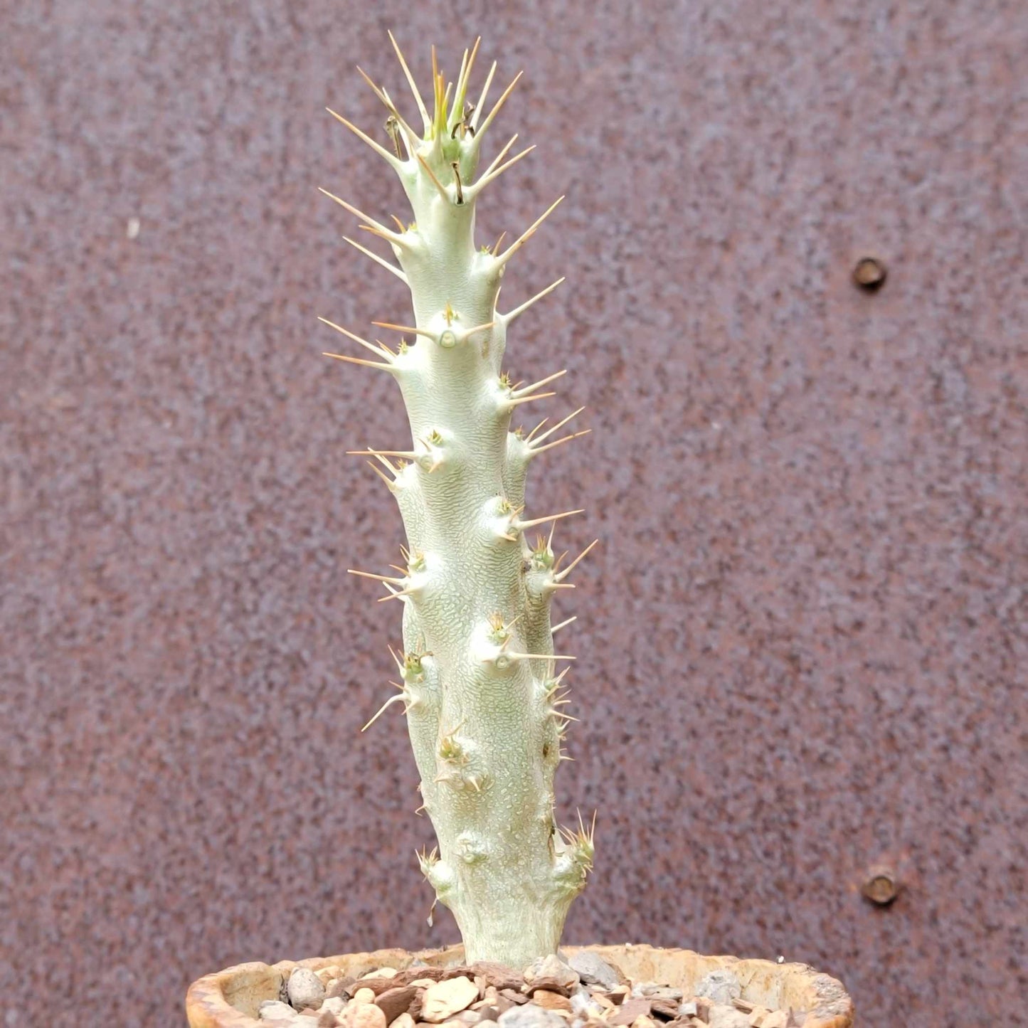 Pachypodium saundersii