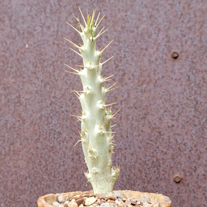 Pachypodium saundersii