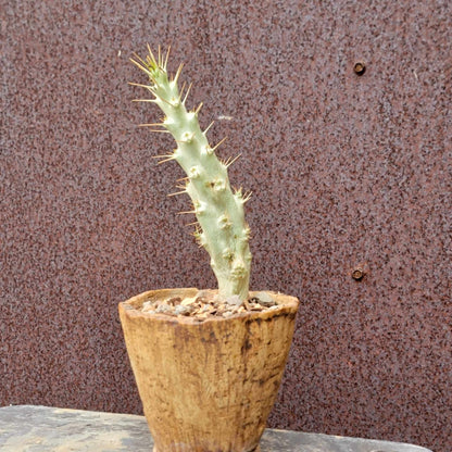 Pachypodium saundersii