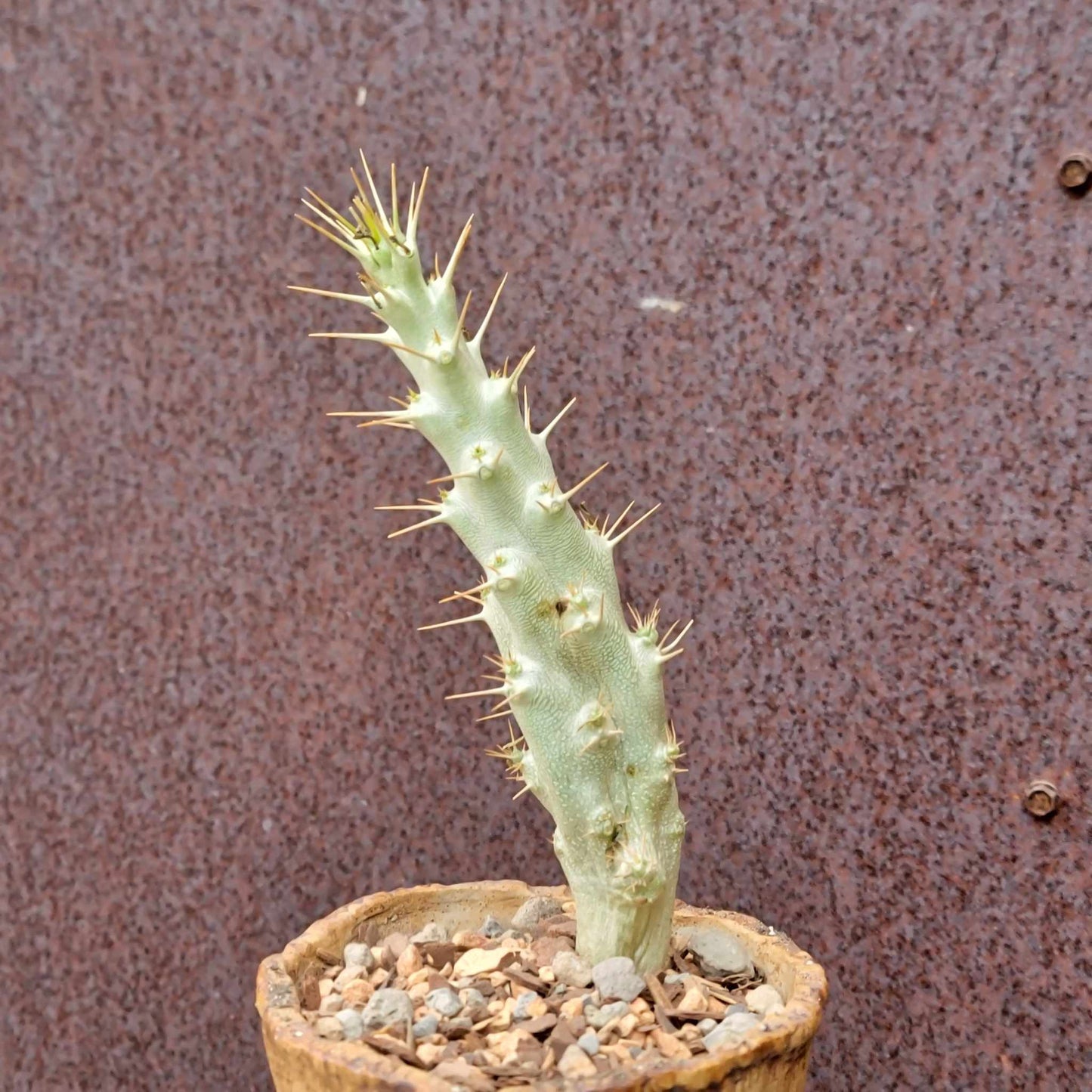 Pachypodium saundersii