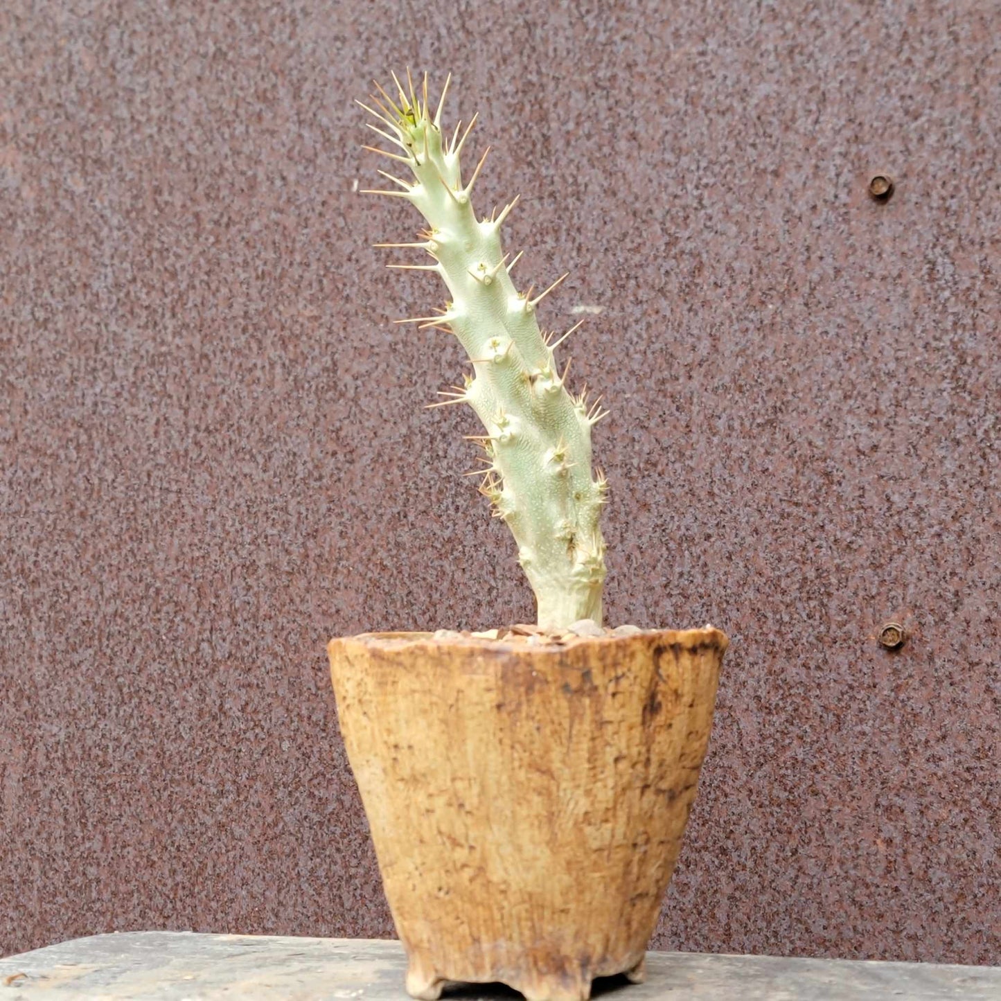 Pachypodium saundersii