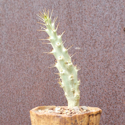 Pachypodium saundersii