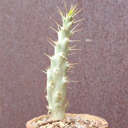 Pachypodium saundersii