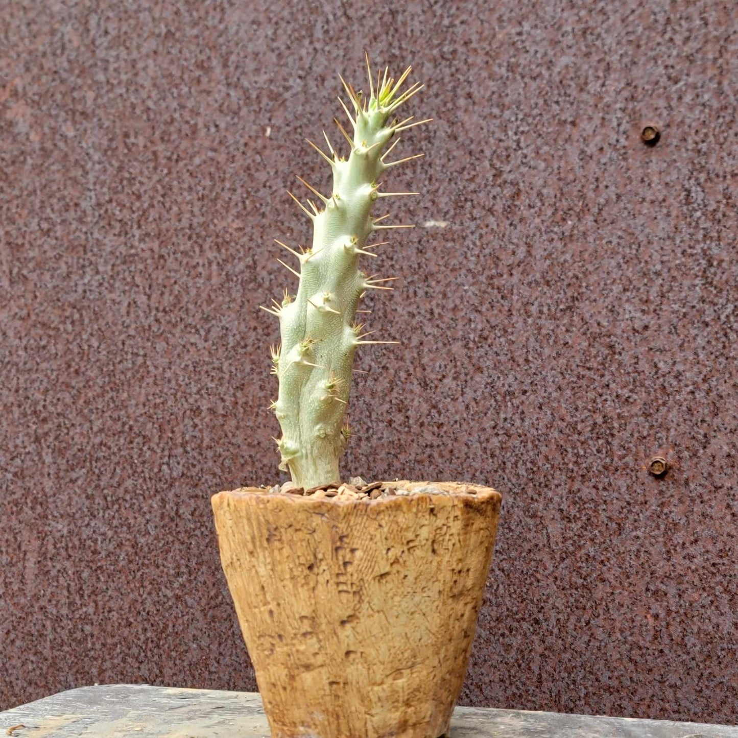 Pachypodium saundersii