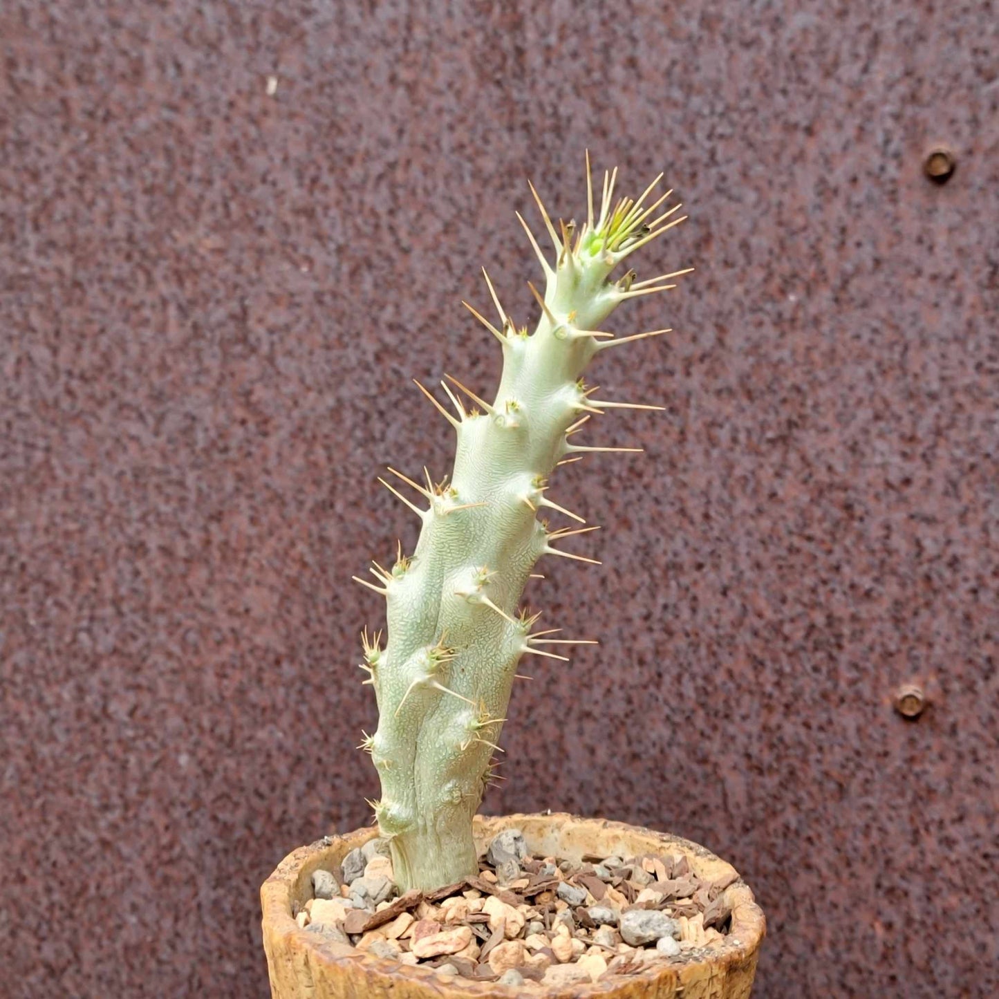 Pachypodium saundersii