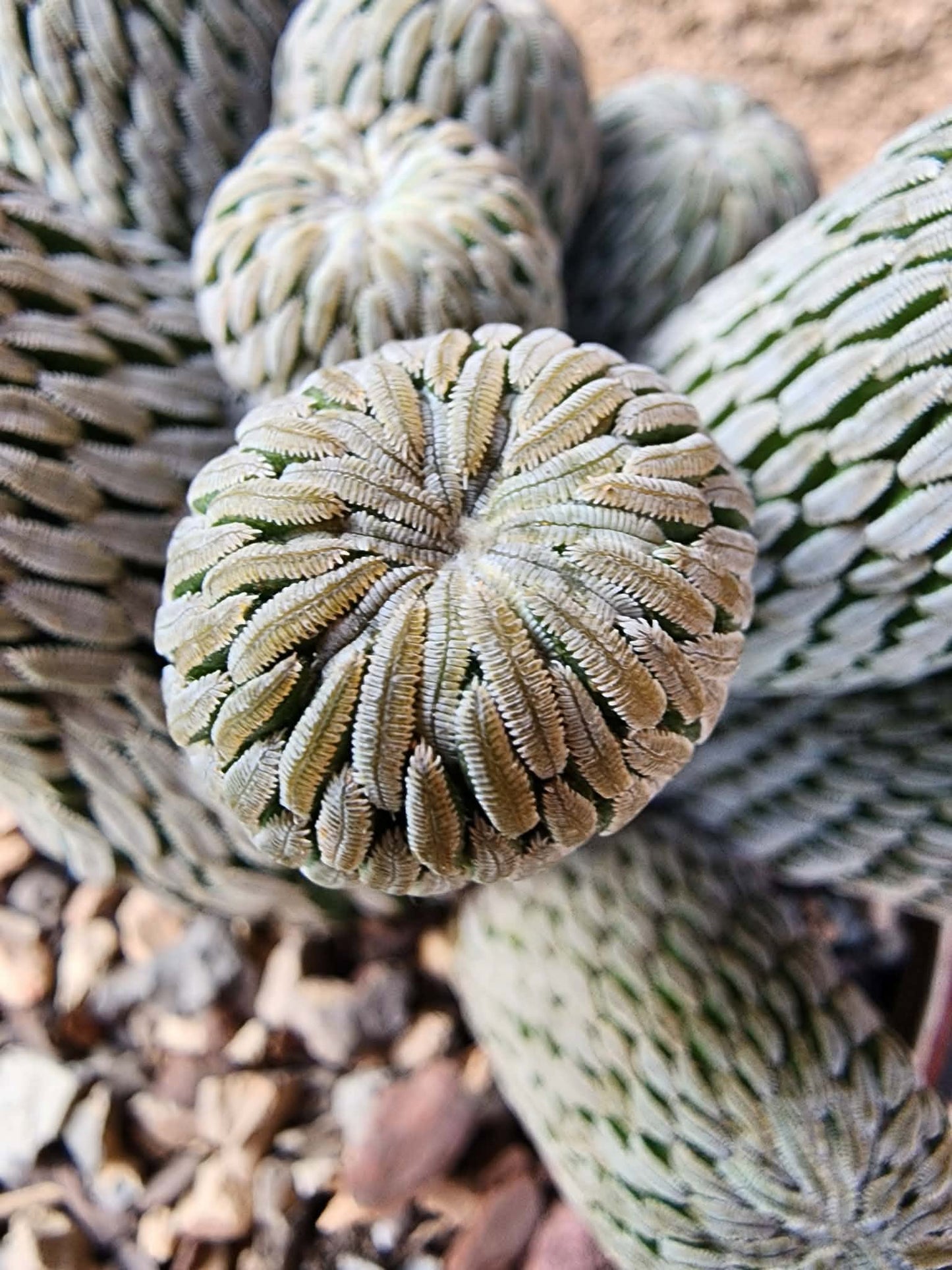 Pelecyphora aselliformis - Hatchet Cactus - 9 Heads