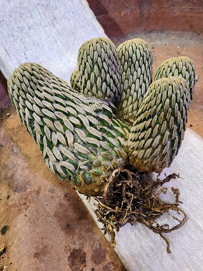 Pelecyphora aselliformis - Hatchet Cactus - 9 Heads