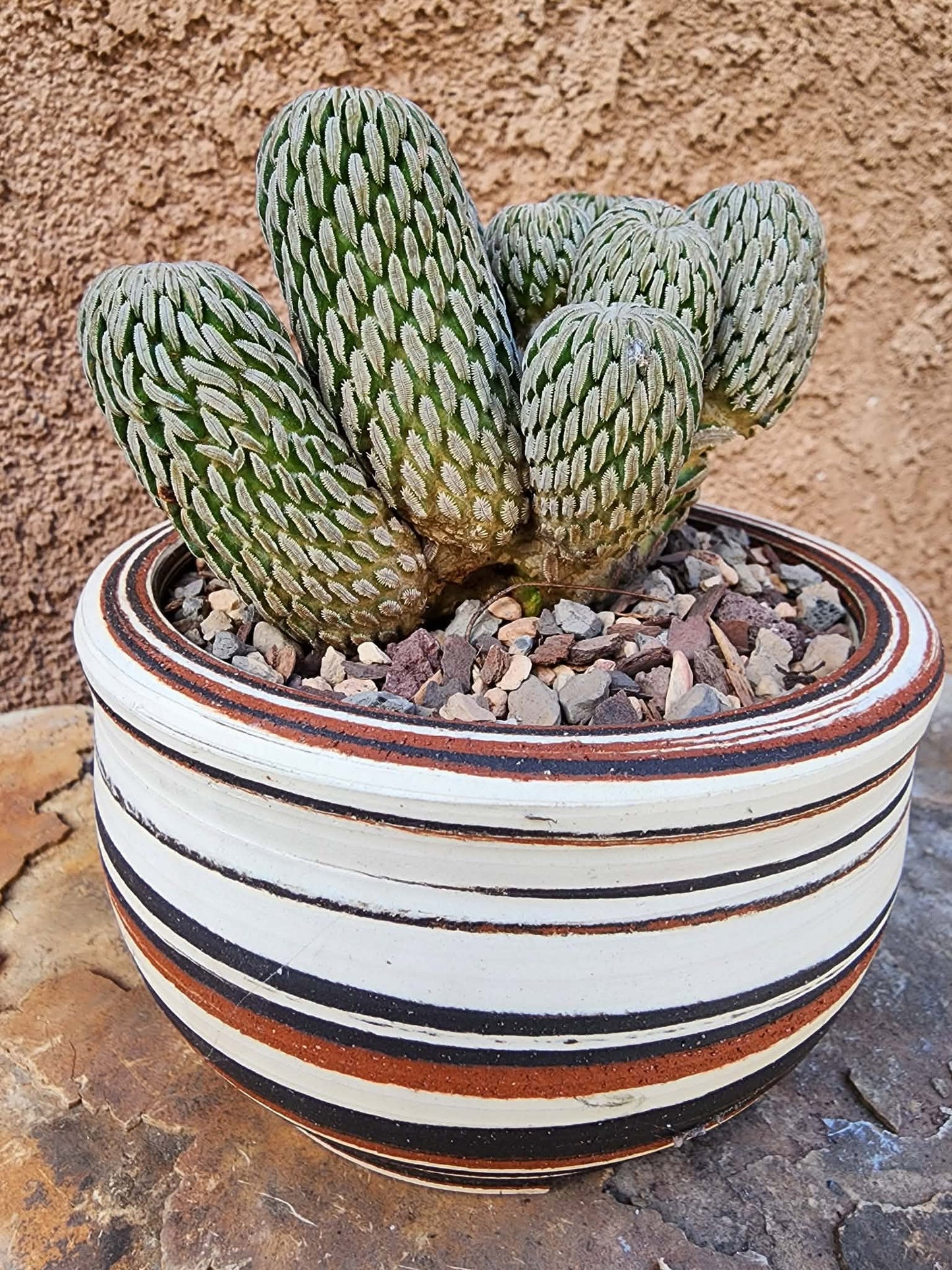 Pelecyphora aselliformis - Hatchet Cactus - 9 Heads