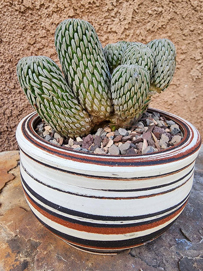 Pelecyphora aselliformis - Hatchet Cactus - 9 Heads