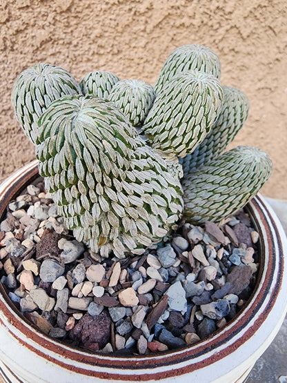 Pelecyphora aselliformis - Hatchet Cactus - 9 Heads