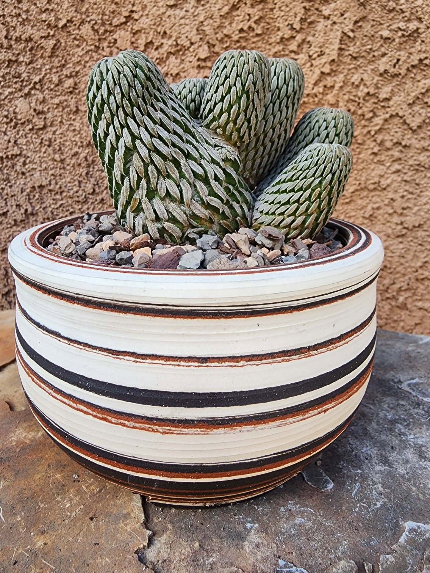 Pelecyphora aselliformis - Hatchet Cactus - 9 Heads