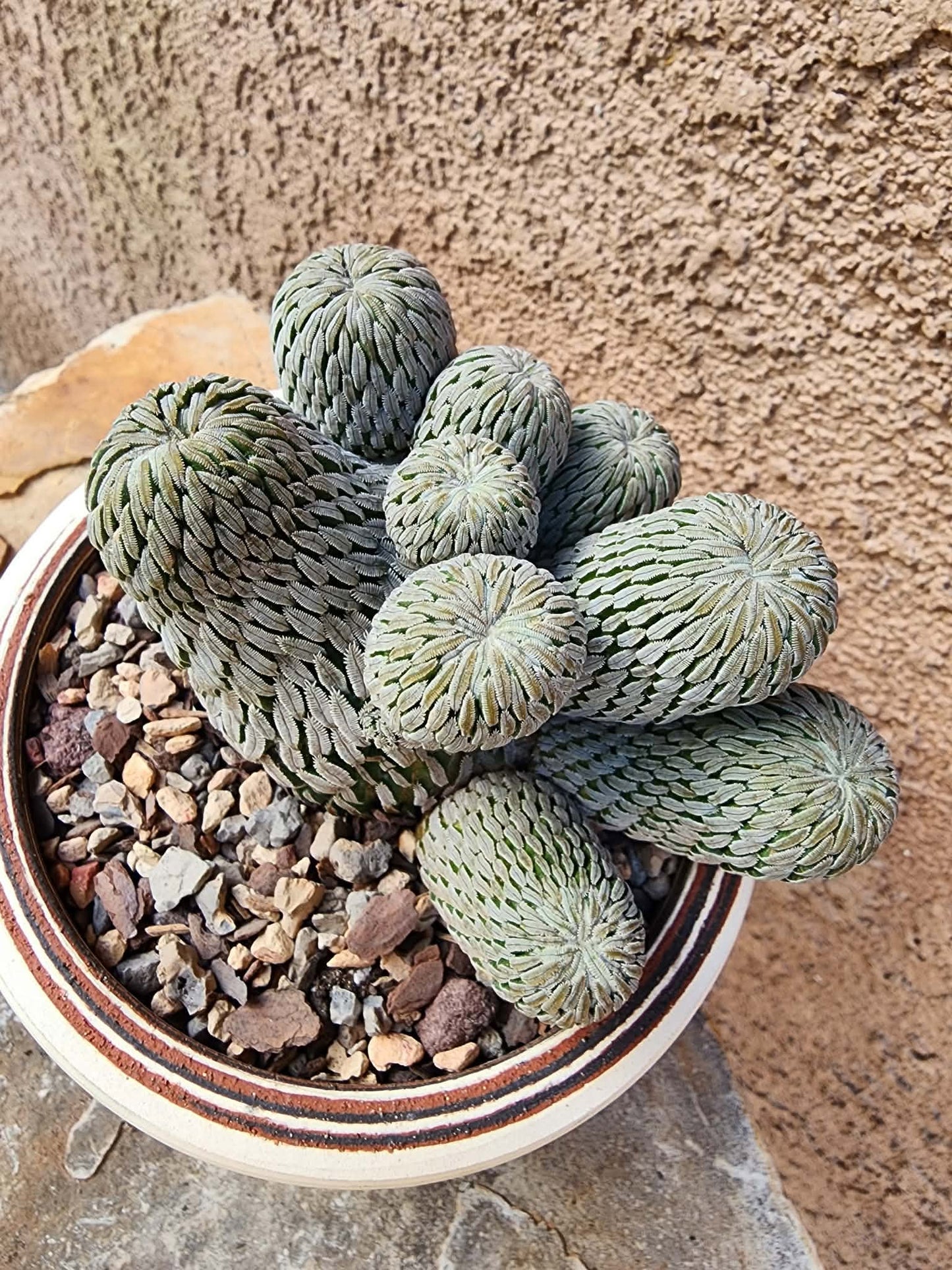 Pelecyphora aselliformis - Hatchet Cactus - 9 Heads