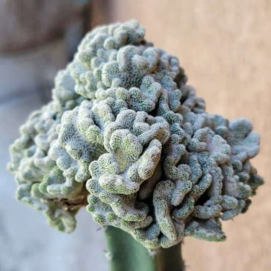 Pelecyphora aselliformis f. cristata - Crested Hatchet Cactus