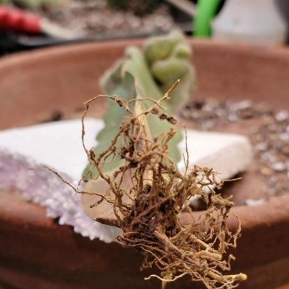 Pelecyphora aselliformis f. cristata - Crested Hatchet Cactus