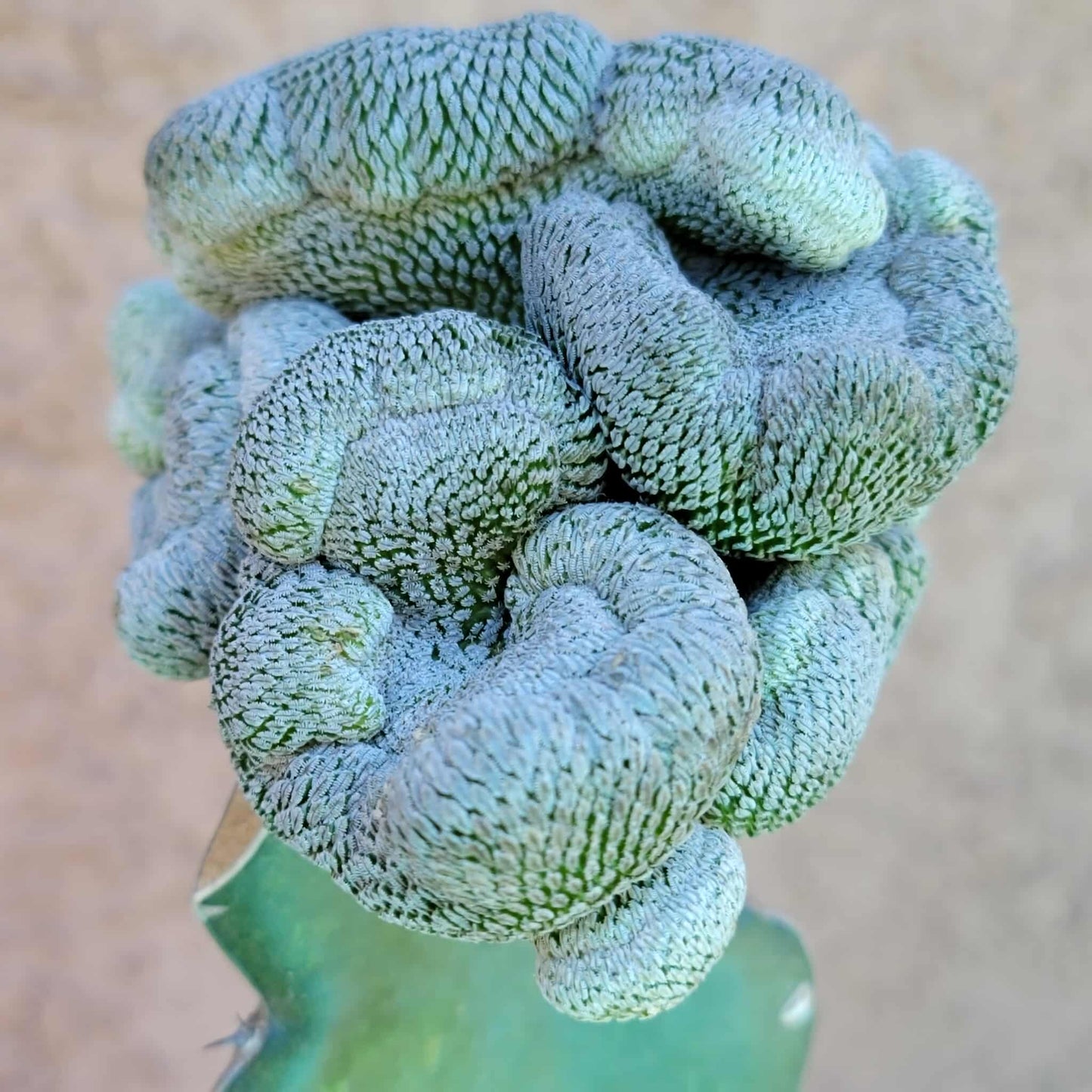Pelecyphora aselliformis f. cristata - Crested Hatchet Cactus