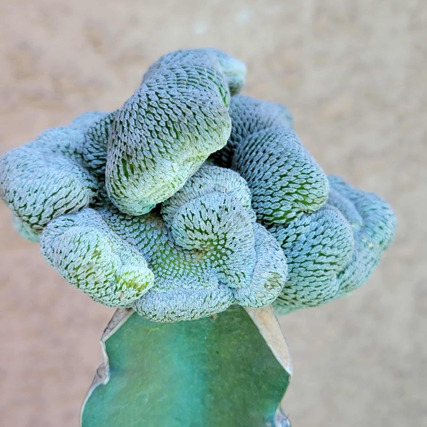 Pelecyphora aselliformis f. cristata - Crested Hatchet Cactus