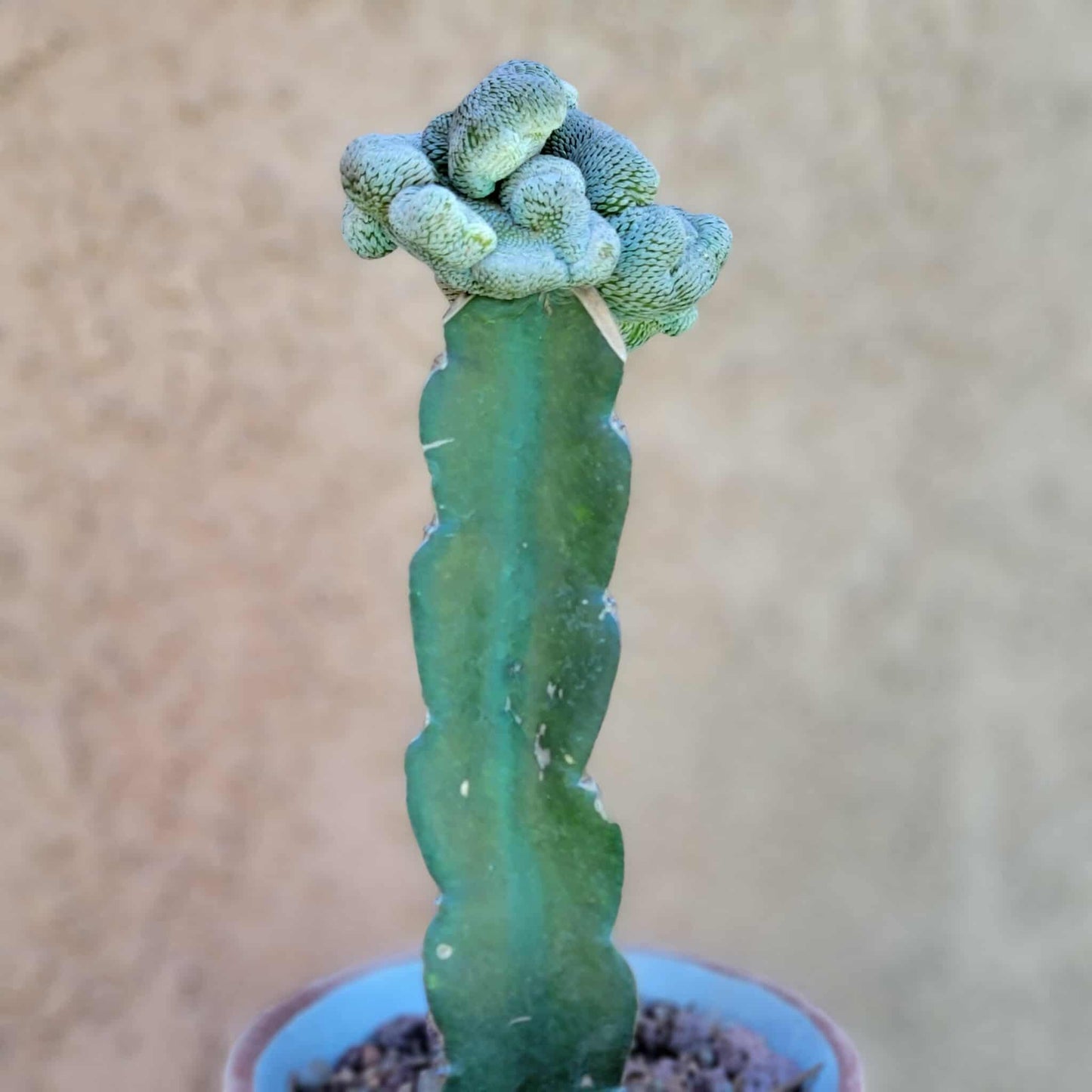 Pelecyphora aselliformis f. cristata - Crested Hatchet Cactus