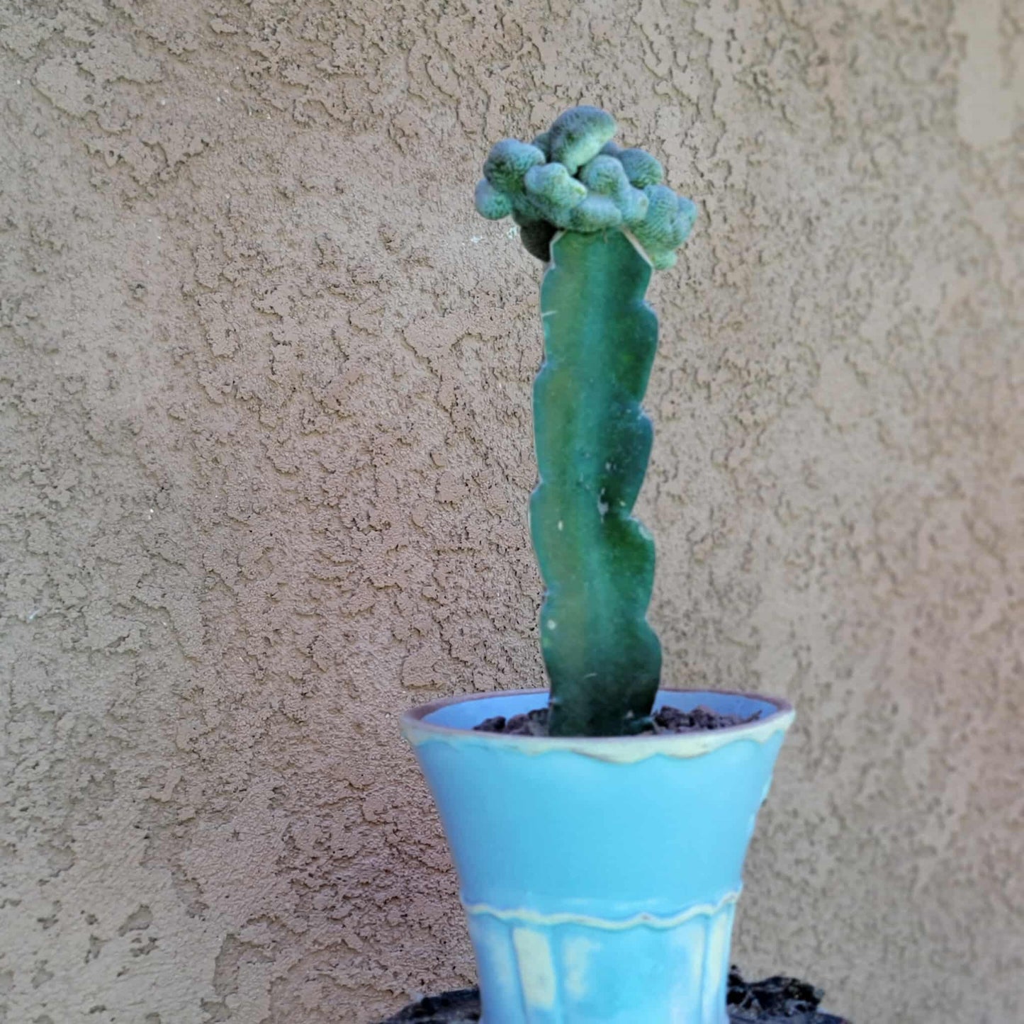 Pelecyphora aselliformis f. cristata - Crested Hatchet Cactus
