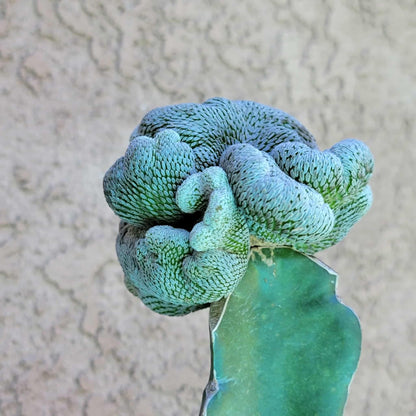 Pelecyphora aselliformis f. cristata - Crested Hatchet Cactus