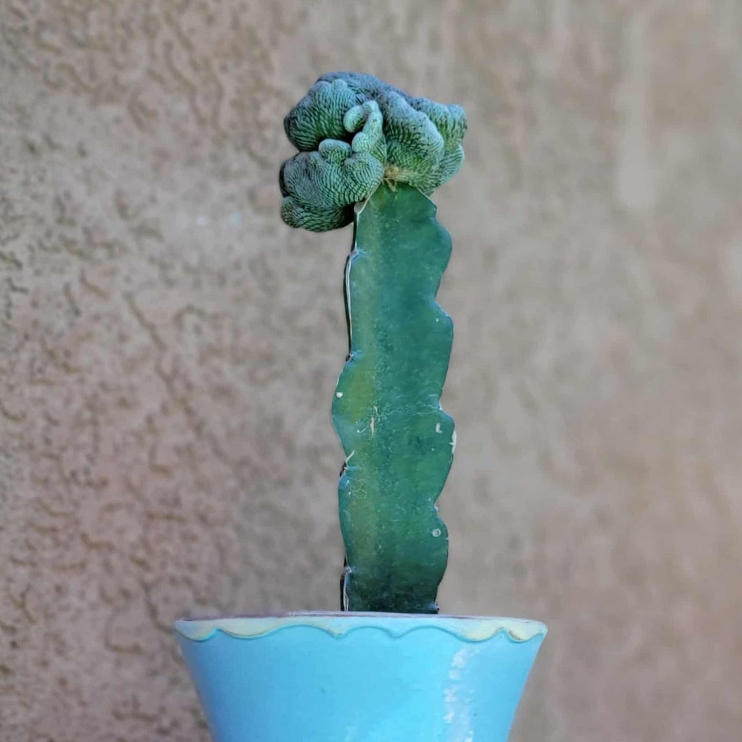Pelecyphora aselliformis f. cristata - Crested Hatchet Cactus