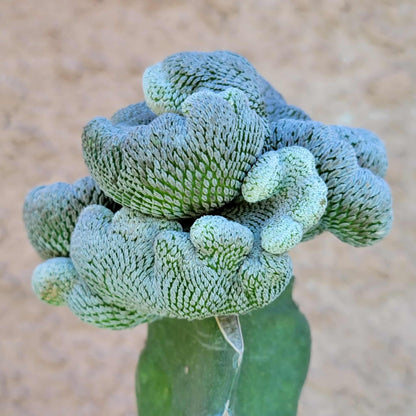 Pelecyphora aselliformis f. cristata - Crested Hatchet Cactus