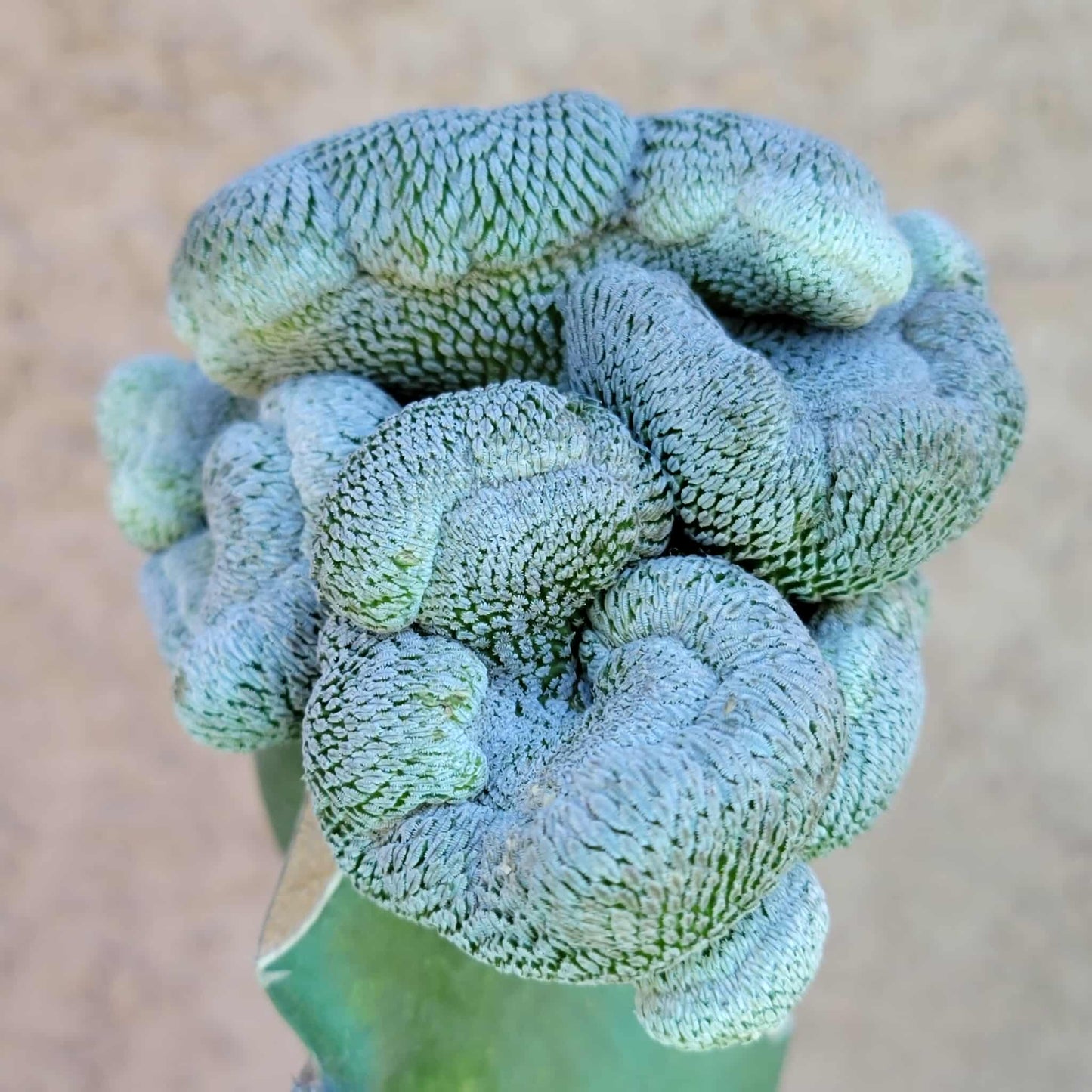 Pelecyphora aselliformis f. cristata - Crested Hatchet Cactus