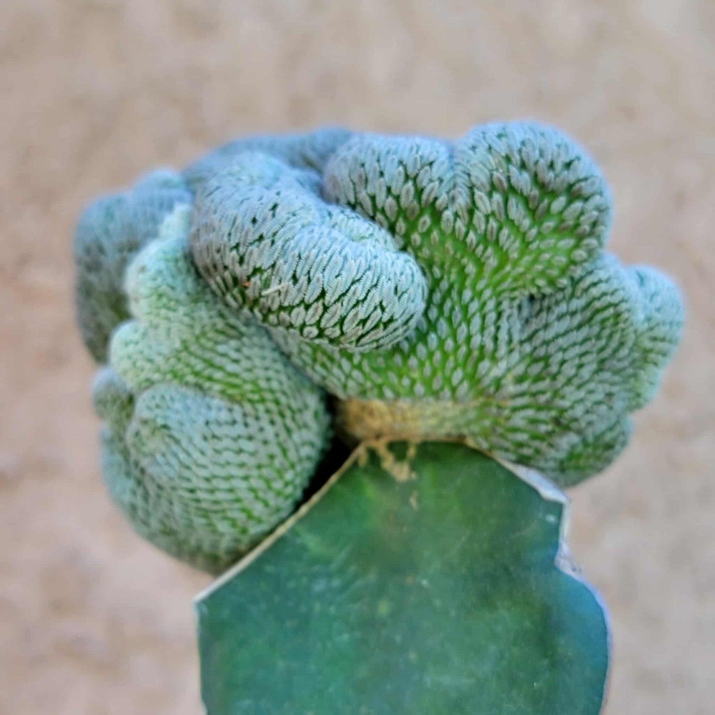 Pelecyphora aselliformis f. cristata - Crested Hatchet Cactus