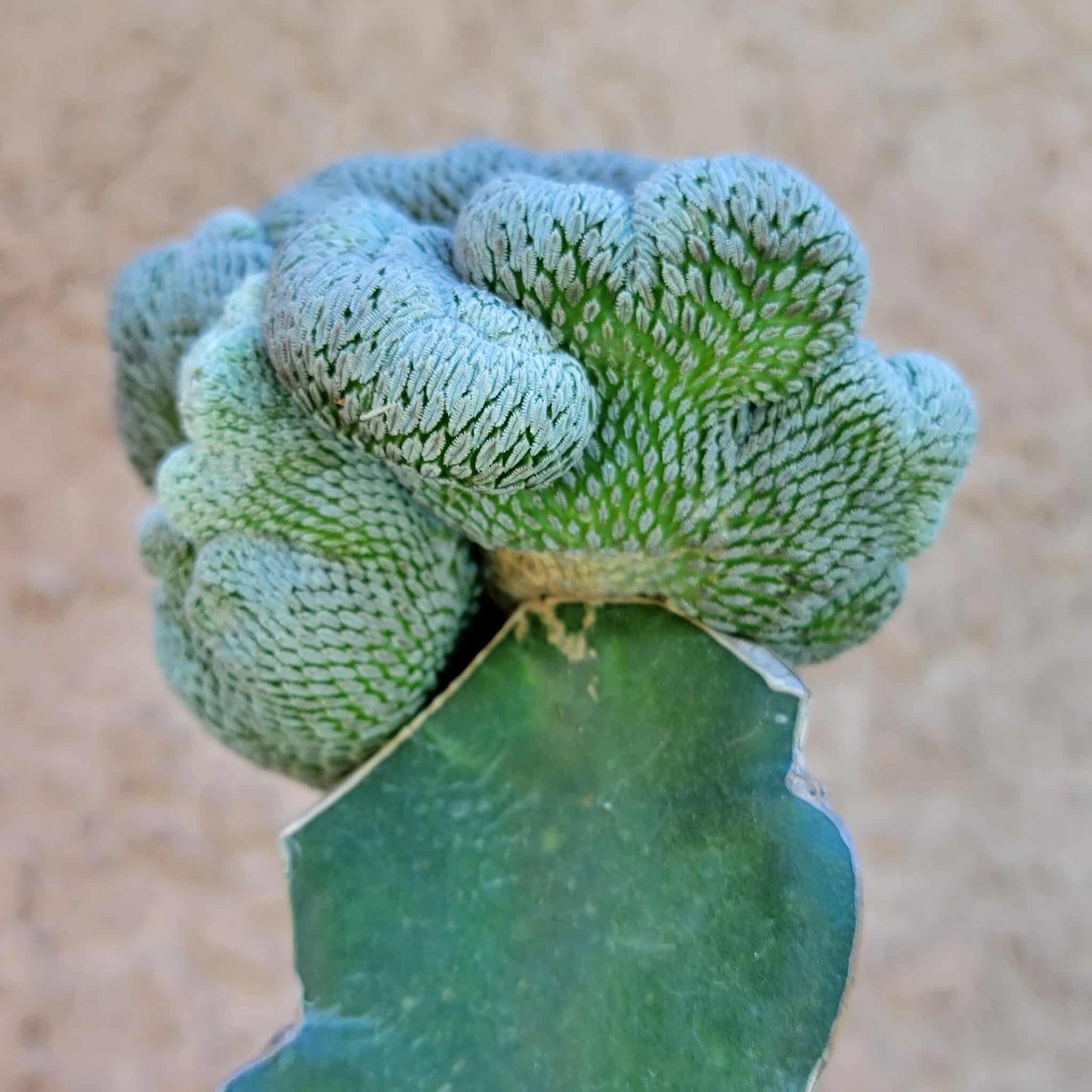 Pelecyphora aselliformis f. cristata - Crested Hatchet Cactus