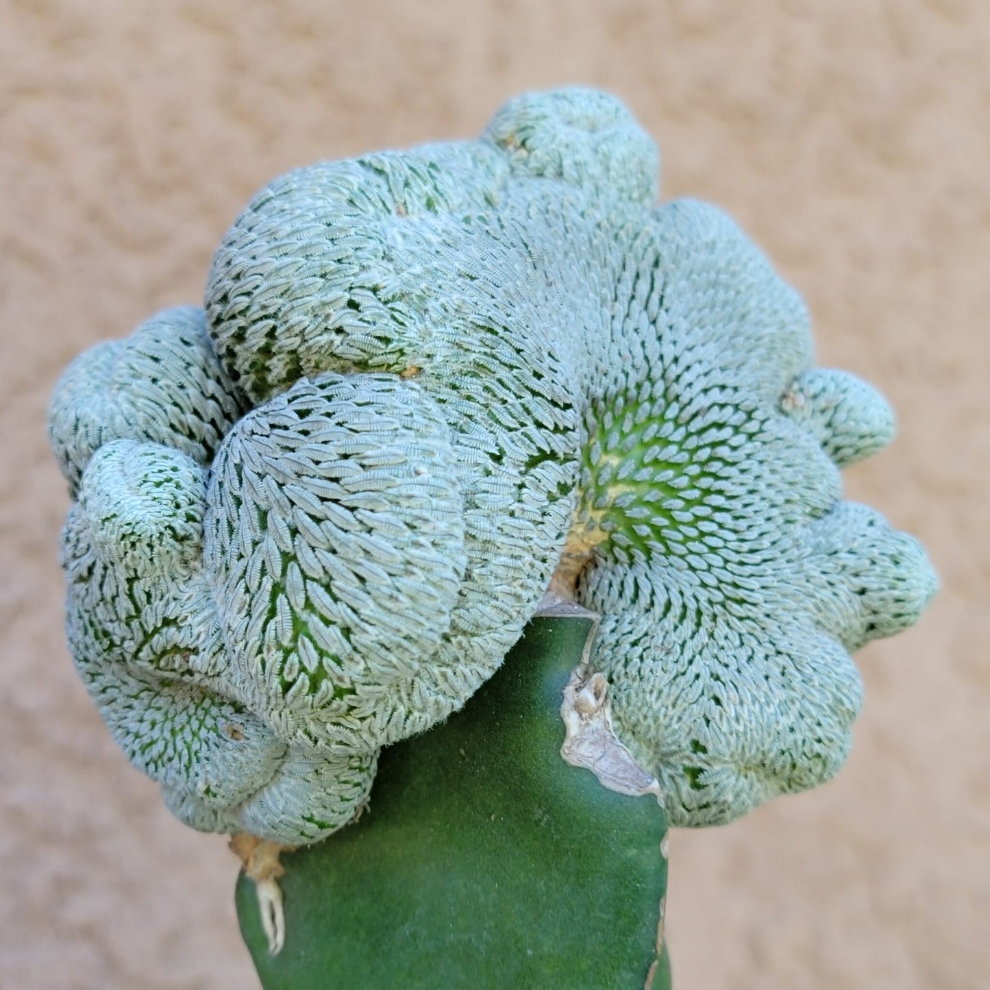 Pelecyphora aselliformis f. cristata - Crested Hatchet Cactus