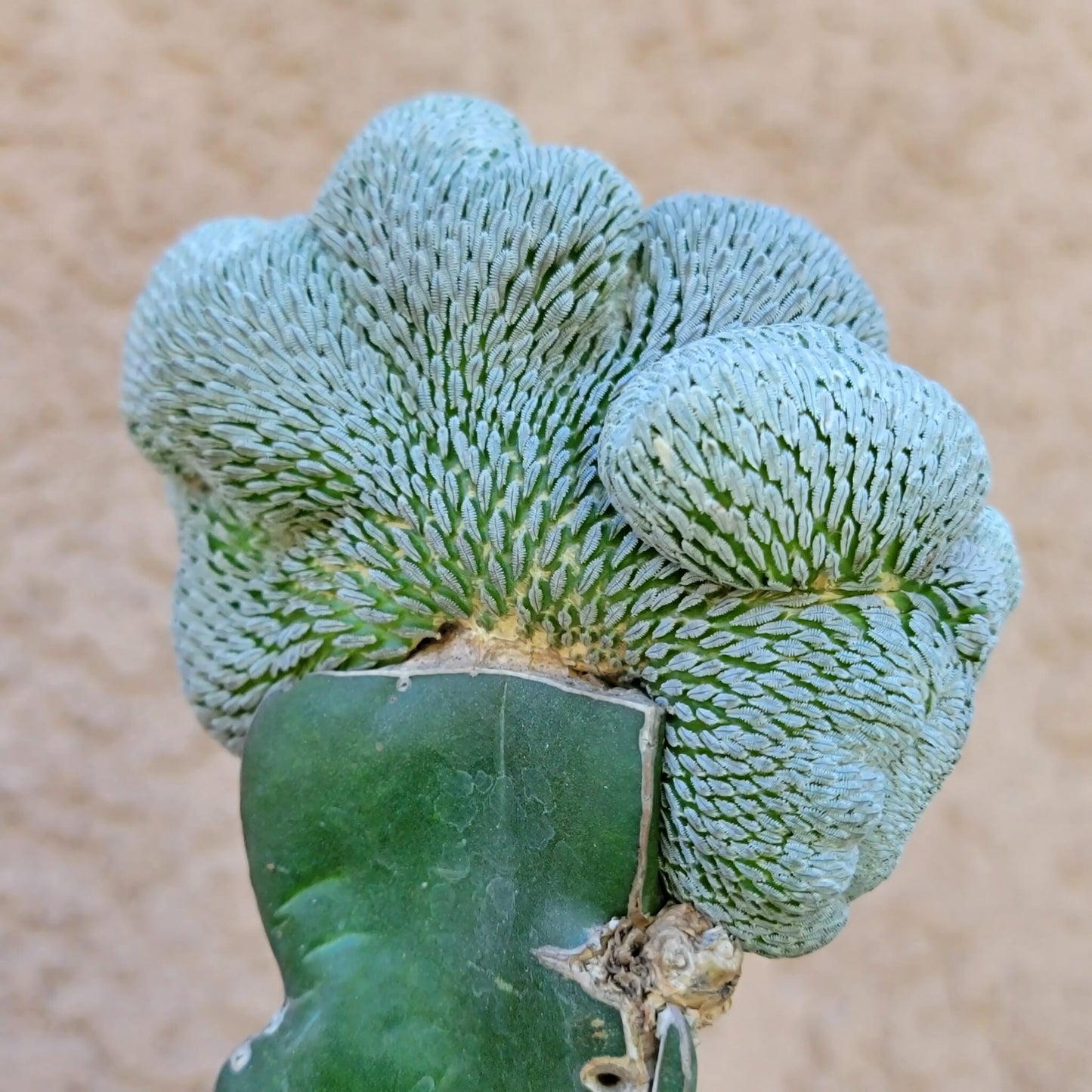 Pelecyphora aselliformis f. cristata - Crested Hatchet Cactus