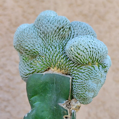 Pelecyphora aselliformis f. cristata - Crested Hatchet Cactus