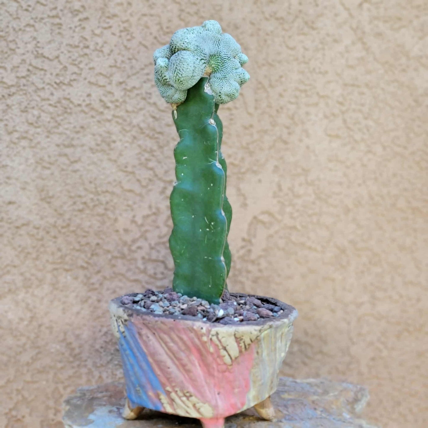 Pelecyphora aselliformis f. cristata - Crested Hatchet Cactus