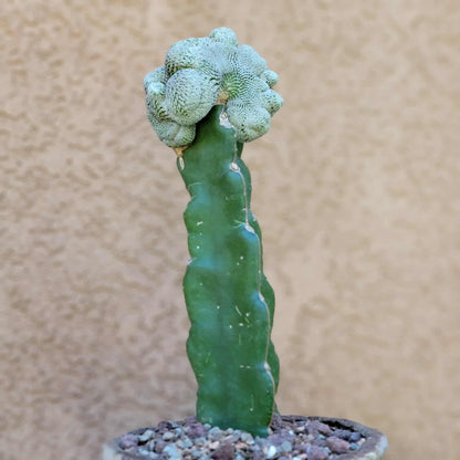 Pelecyphora aselliformis f. cristata - Crested Hatchet Cactus