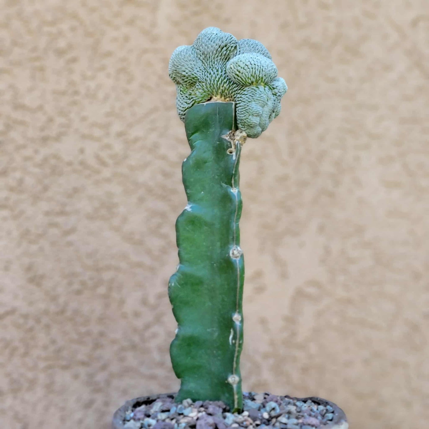 Pelecyphora aselliformis f. cristata - Crested Hatchet Cactus